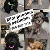 Mini poodle poodles available 