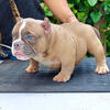 American bully puppies 9366614545