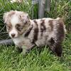 SOLD - Red Merle Male Toy size