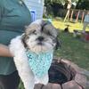 Male Shitzu puppy
