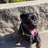 2 y.o. AKC Female German Rottweiler