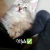 Maine Coon Kittens