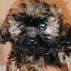 Shih Tzu puppies 
