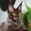 Black Smoke Male Kitten Maine Coon