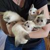 Siamese kittens ready to go!