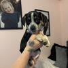 Beagle-Healer Puppies $300