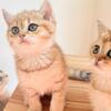 Adorable, British shorthair kittens for sale