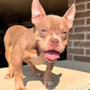 Rehoming female pocket bully 