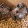 congo african grey parrot babies