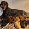 Black, blue, fawn and red doberman puppies for sale USA