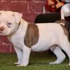 Nkc registered American Bulldogs