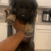 Akc German Shepherd Puppies