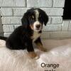 AKC Bernese Mt Dog puppies 