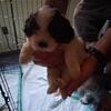 Female Shih Tzu pup