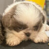 AKC Registered Shih Tzu puppies for sale