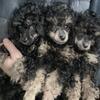 Phantom Toy poodle