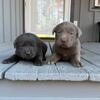 AKC registered silver labs