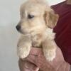 AKC Golden Retriever