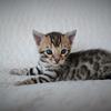 Tica Bengal Kittens 