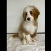 Mini poodle puppies 