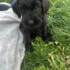 Standard schnauzer giant schnauzer mix puppies