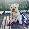 Olde english bulldog puppy