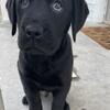 AKC Black Labrador Retriever Puppy