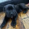 AKC Corso pups available 