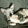 Beautiful female seal point sphynx kitten  naked cat