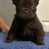Rare l3 fluffy Rojo French bulldog
