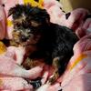 AKC Tea cup yorkies ready now Henry County Ga