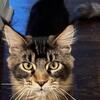 TICA Maine coon