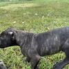Black Brindle male