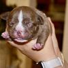 Extreme pocket/micro female puppy. ABKC reg. 