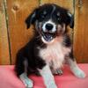 AKC Australian Shepherds Ready for new families to rule now