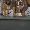 American bully puppies 