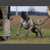 Presa Canario|PPD|Health tested|Duel Registered 