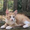 Orange Kitten