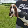 Bassethound puppies