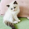 Gorgeous TICA Registered Ragdoll Kittens