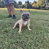 Frenchbulldog 