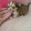 Fluffy the tiny long coat chihuahua puppy
