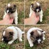 Pomeranian puppies