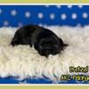 Pretzel Male AKC Pekingese