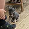 French bulldog akc paperwork