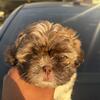 8-Week-Old Tri-Color Shih Tzu Male