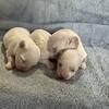 Maltese Puppies for sale