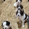 AKC English Springer Spaniel puppies located in Michigan's Thumb
