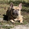 STUD AVAILABLE French Bulldog