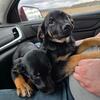 Shepherd mixes male and female